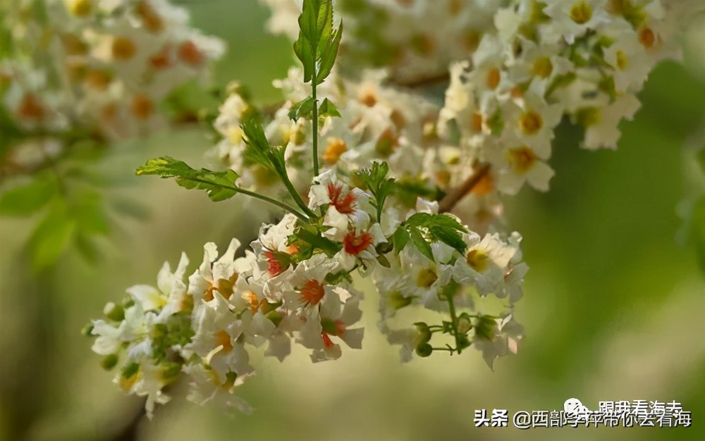 李萍文字：康乐木瓜