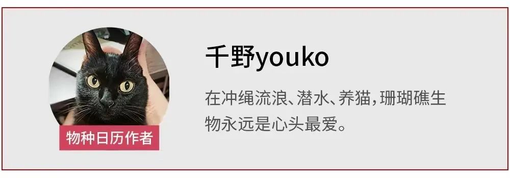 玳瑁现状,玳瑁的危险程度