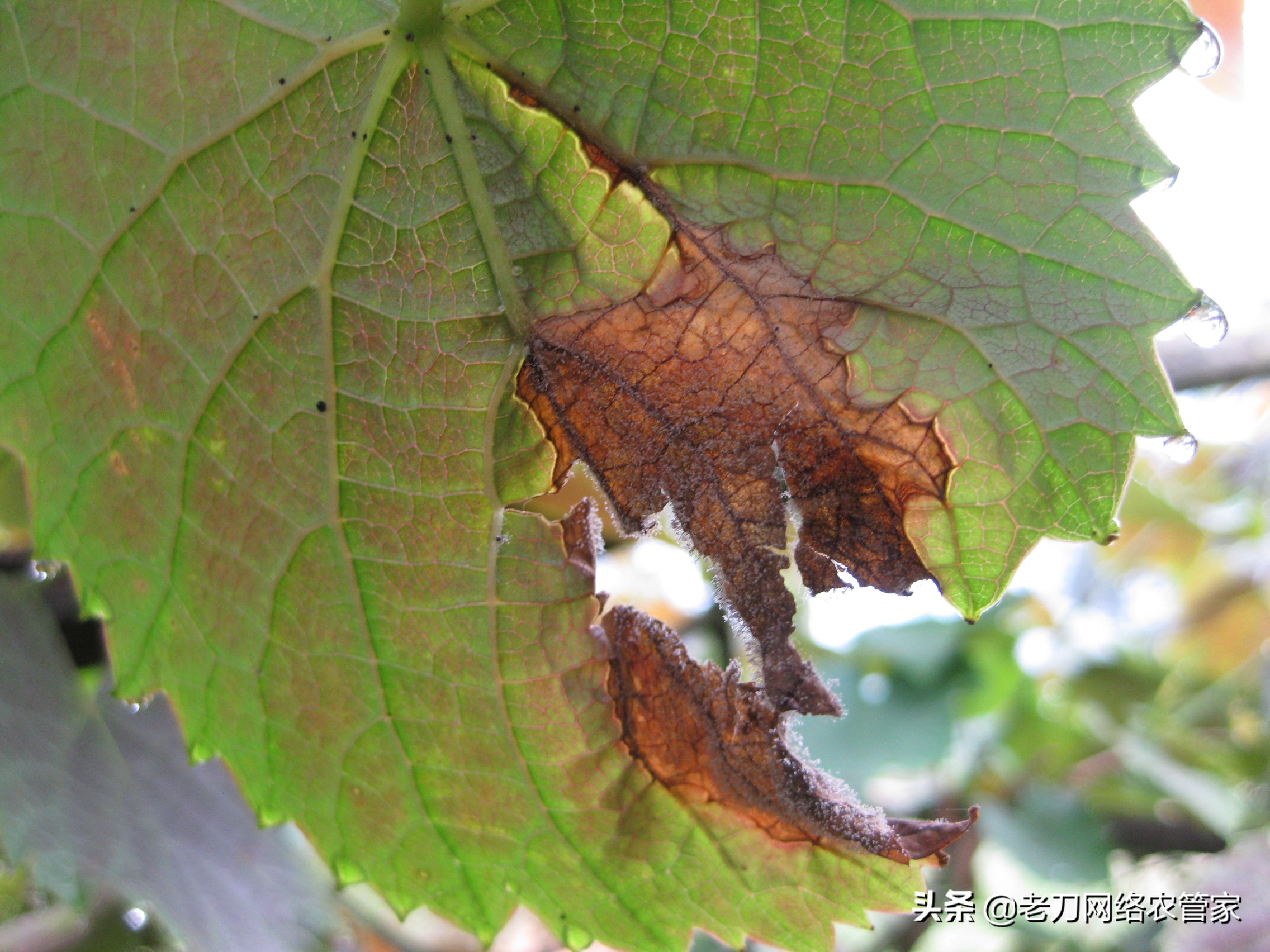 灰风暴葡萄灰霉病,霜霉病灰霉病什么情况易发生