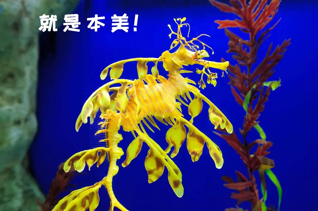 没错，你听过的“七里香”竟然还能吃