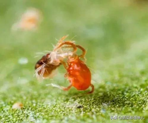螨虫怎么解决,蔬菜螨虫防治用药