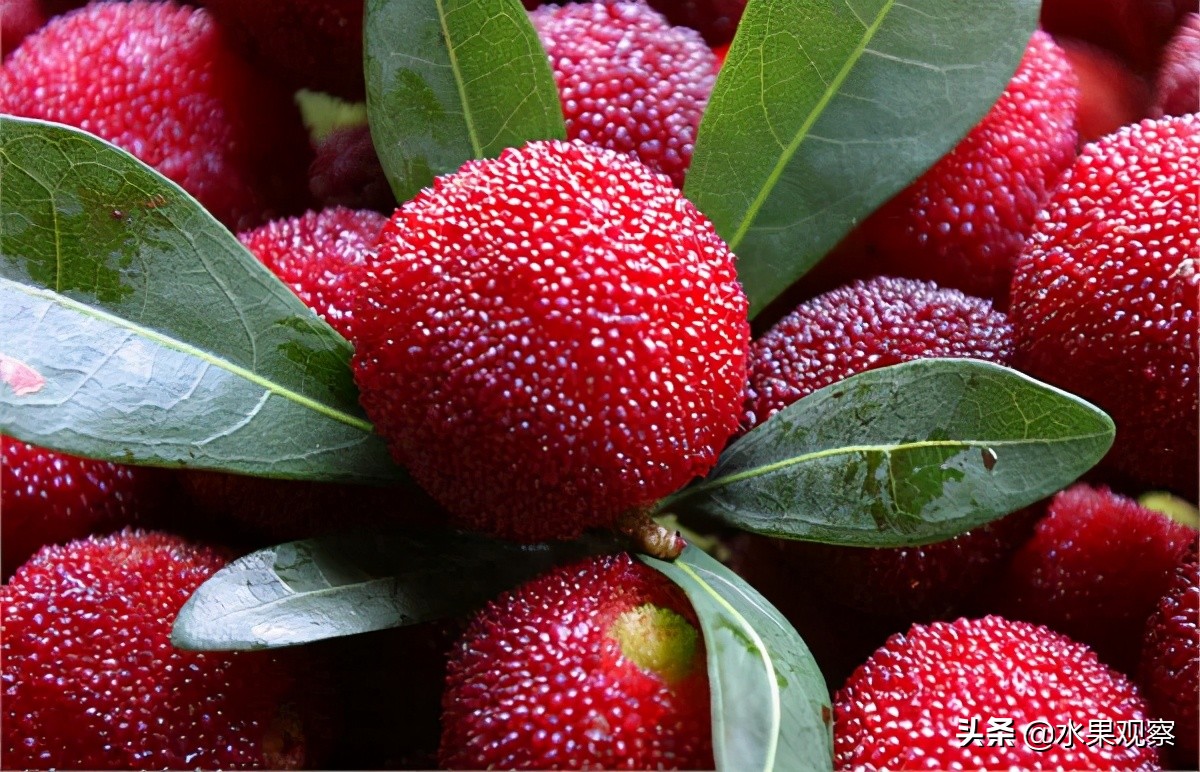 浙江的东魁杨梅受天气影响预计将在6月中旬上市