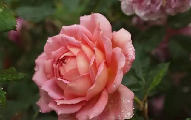 一万年一次的2020520;一起认识100种玫瑰~别送错啊