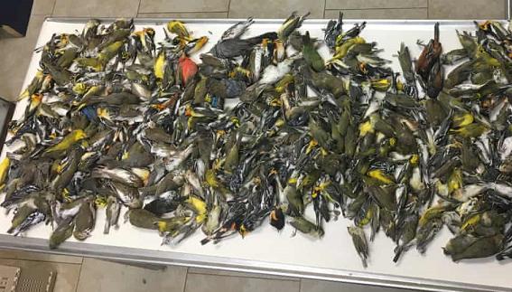 又要下雨了小鸟怎么办,雨这么大该怎么走