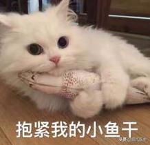 猫咪换粮拉稀能自己好吗,猫咪换粮拉稀会持续多久