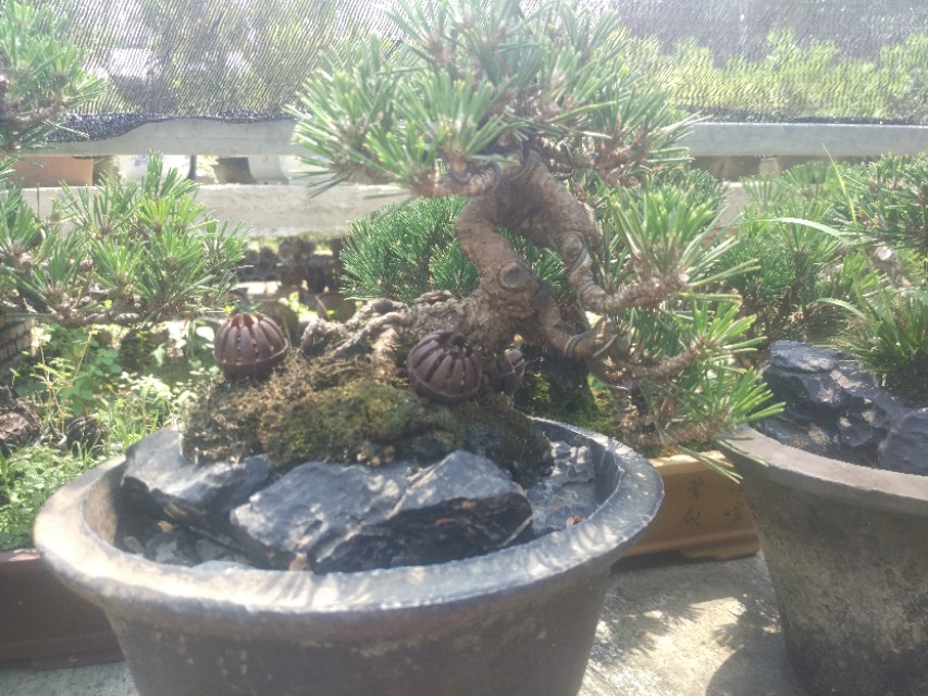 掌上盆景100种,掌上盆景