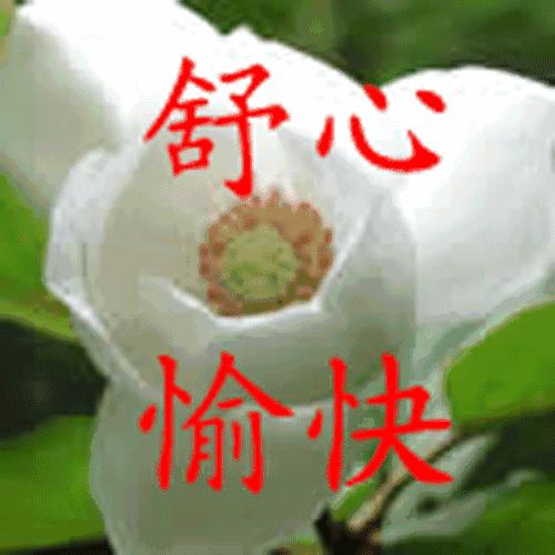 春天清晨问候语早上好最新图片,早上好走向春天健康平安的图片