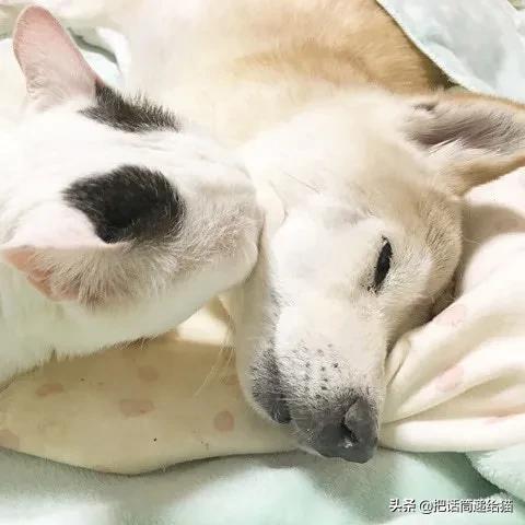 当小猫咪遇上大型犬,当小猫咪遇到大狗狗真是太温馨了