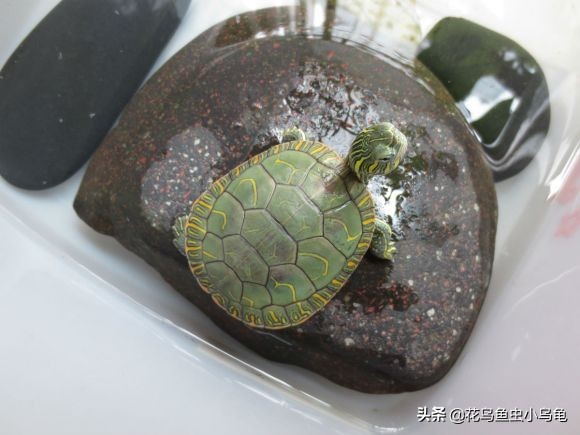 新手养乌龟如何让乌龟吃龟粮,乌龟怕冷吗冬天怎么养乌龟