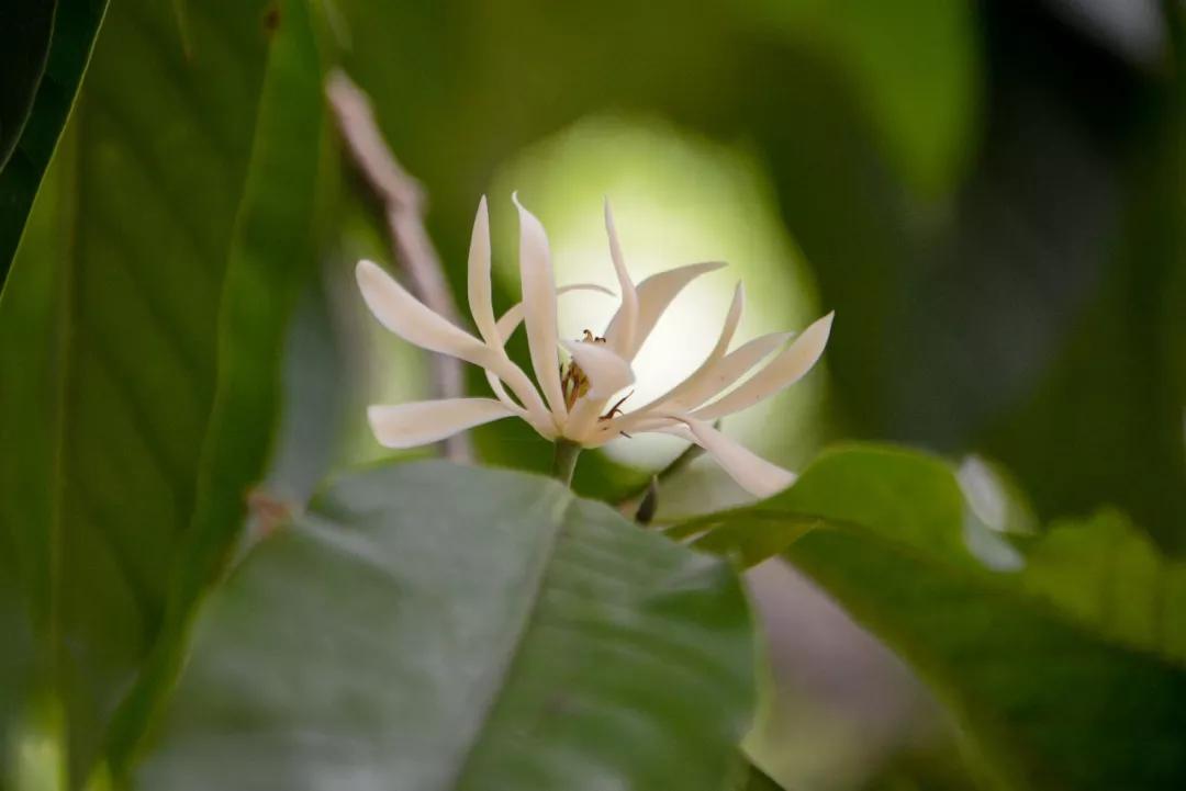 白兰花家庭盆栽,白兰花怎么养才能开花多
