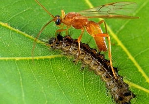 蚜虫的种类及图片大全,蚜虫种类有哪些图片