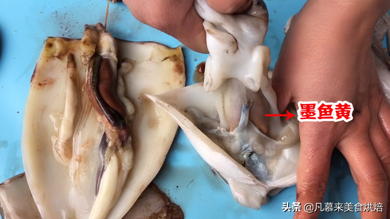 海兔八爪鱼墨鱼鱿鱼的区别,鱿鱼海兔八爪鱼三者之间区别