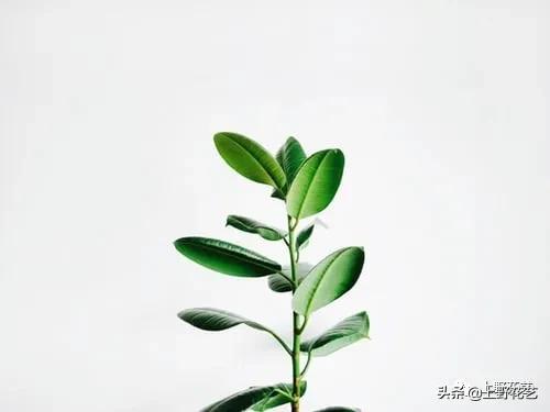 黑金刚橡皮树榕树,黑金刚橡皮榕盆栽怎么养