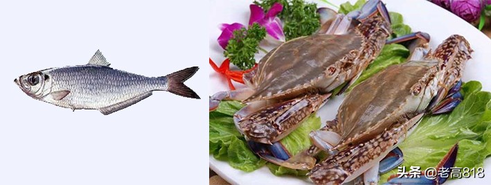 今日北塘海鲜,北塘海鲜扬帆起航