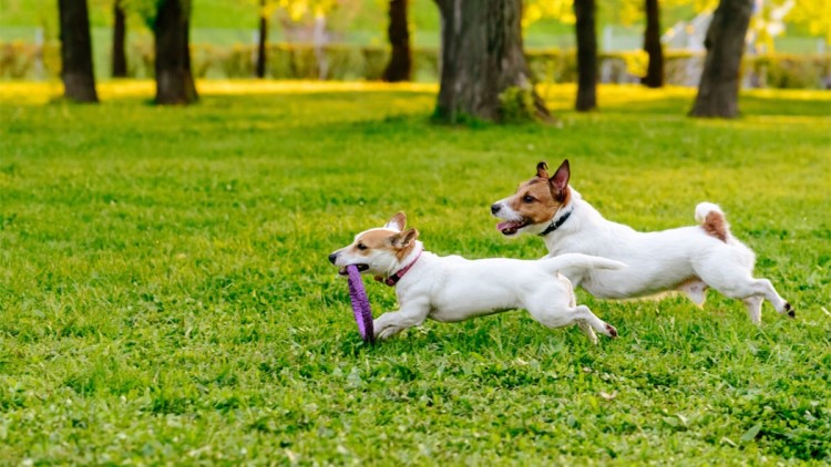 狗狗走丢了怎么样才能快速找回来,狗狗跑丢了怎么办最有效方法找回