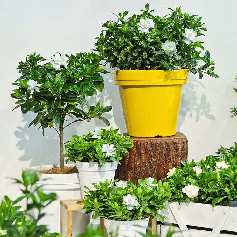 栀子花浇水太勤了怎么办,新买带花苞的栀子花用浇水吗