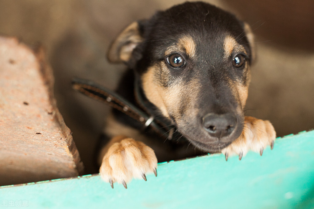养狗注意哪些问题泰迪,养狗小常识狗狗吐血了怎么办
