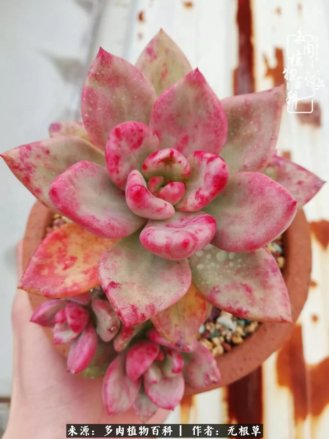 多肉寒冬中茁壮成长,多肉岁月的沉淀