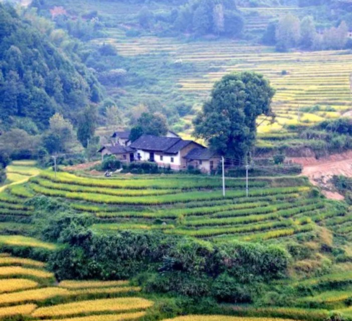 野猪毁坏庄稼如何驱赶野猪怕什么,野猪祸害庄稼红薯