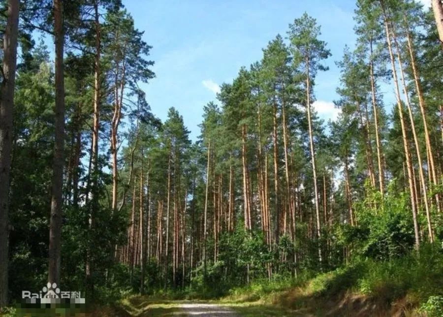 有个地方叫巴中抖音版,平昌好玩的地方