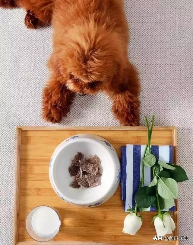 上海可带宠物入住的酒店推荐,怎么选宠物友好酒店房间