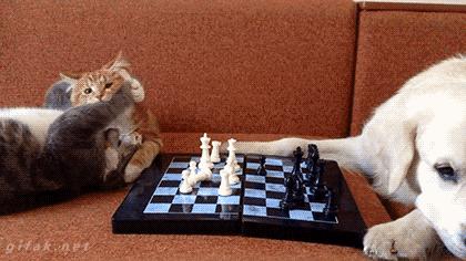 搞笑gif段子因为爱情所以共患难,搞笑gif段子小伙子你谈恋爱了吗