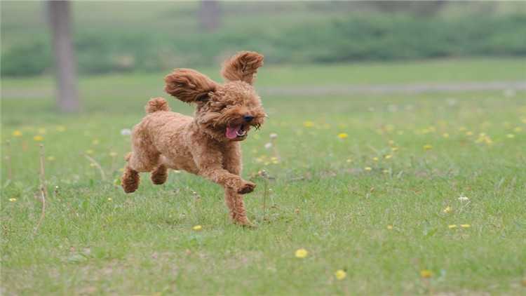 你不知道的狗都有哪些,泰迪狗狗来月经怎么护理