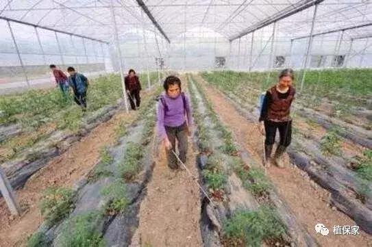 灌根预防根部病害用什么药,根腐病灌根防治技术