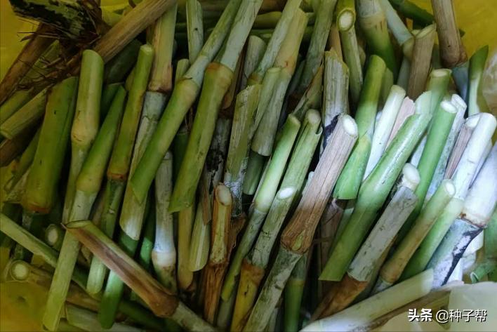 皇竹草适合哪里长,皇竹草适合养殖什么