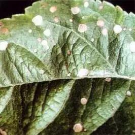 苹果树病虫害防治视频,苹果树病虫害全年防治大全