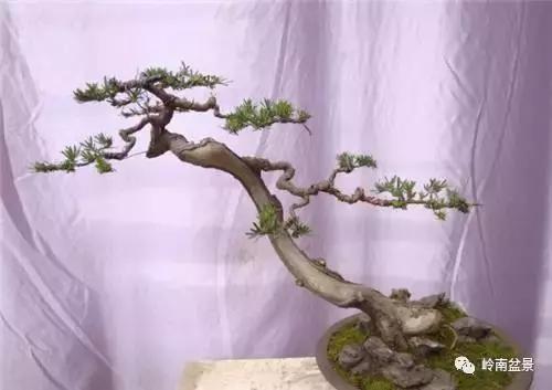 一盆盆景佳作究竟应该是怎样的,大师级盆景作品欣赏