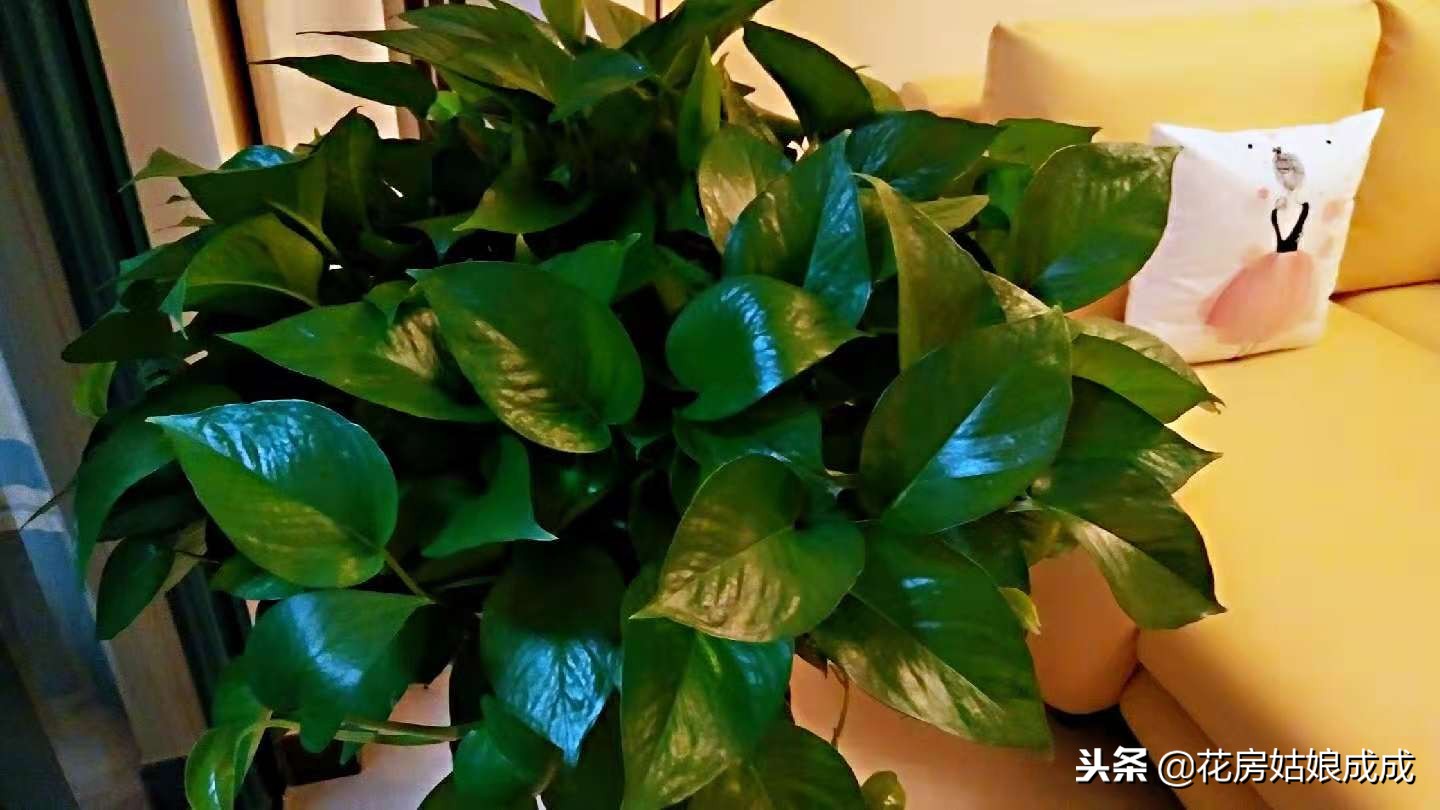 花盆里放泡沫能预防积水吗,花盆太深在底下放泡沫可以吗