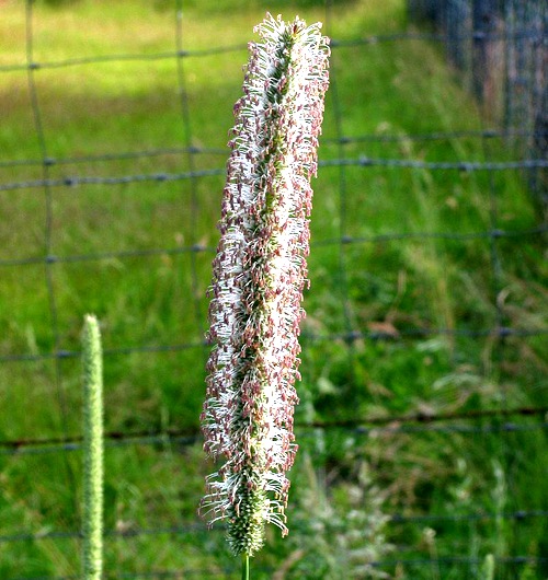 每个十一月生日对应的生日花,365天每天代表生日的花有哪些