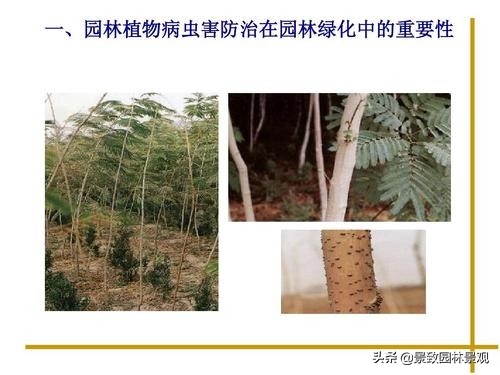 园林植物常见害虫及其防治现状,园林植物常见病虫害防治方法有