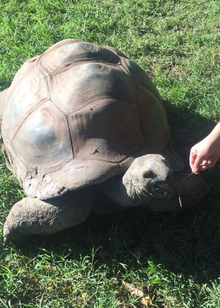 毛里求斯自由行准备,毛里求斯旅游6天5晚