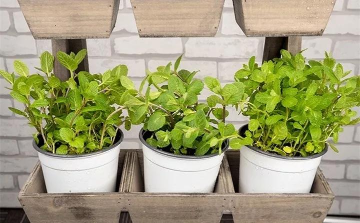 盆栽花发蔫什么原因,买回来的花很快就蔫的原因