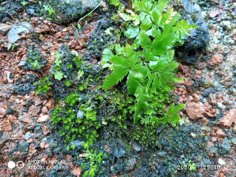 苔藓发黄发黑腐烂怎么样治,苔藓发黑怎么快速恢复正常