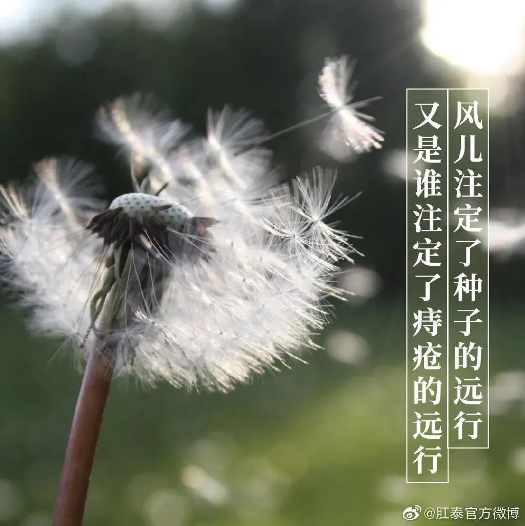 肛泰湿巾广告语,肛泰搞笑广告词怎么说