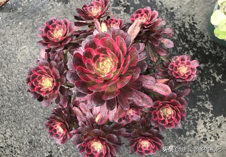 多肉法师颜色差没亮度怎么办,多肉法师怎么养容易出状态