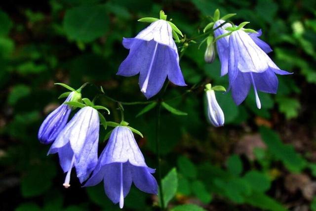古风铃铛风铃草,风铃花盆栽的种植方法