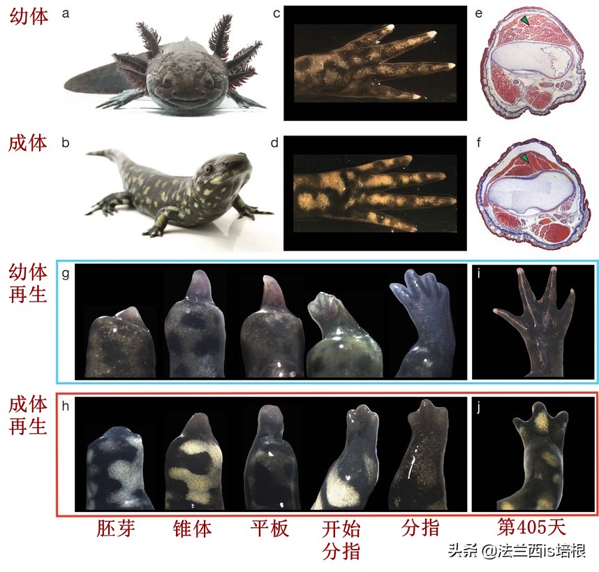 六角恐龙攻击金鱼,六角恐龙暴躁一直撞来撞去