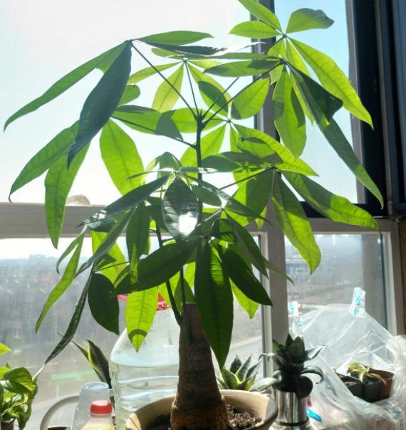 盆栽发财树怎么养长得好,发财树施什么肥叶绿根壮