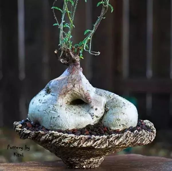 大叔养多肉20年，一片叶子上万块，盆盆都快成精了！