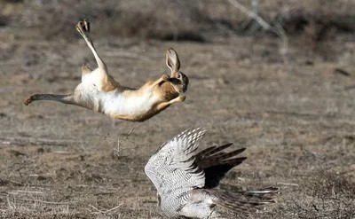 你不了解的野性，成年人无法徒手抓起一只野兔，兔子蹬鹰有绝招