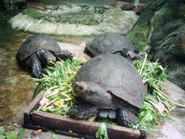 目前世界体型最大的龟是什么龟,迄今为止世上最大的龟是哪种龟