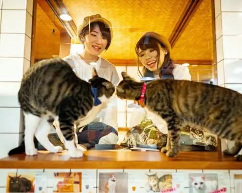 猫咖是不是会收留真猫咪打工,猫咪去猫咖打工是真的吗