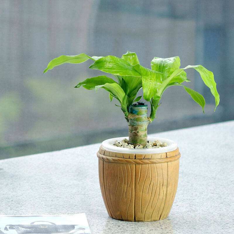 盆栽巴西木叶子长得慢,盆栽巴西木能养活吗