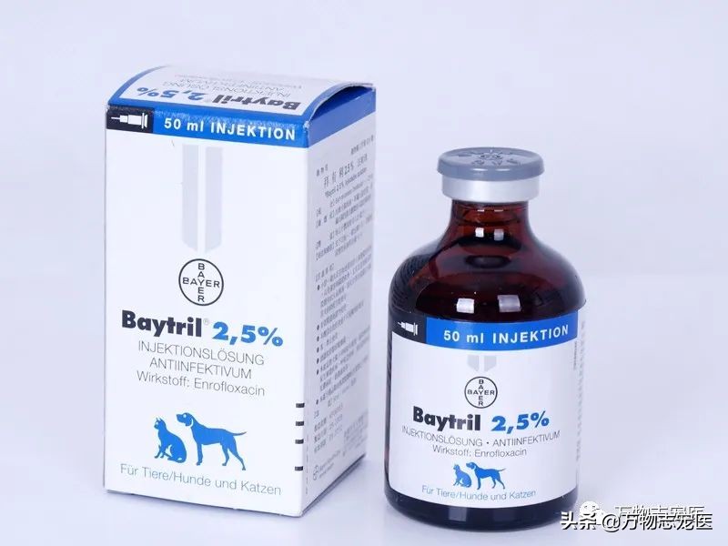 乌龟的壳碎了还能恢复吗,乌龟的壳边缘破了一点点会不会死