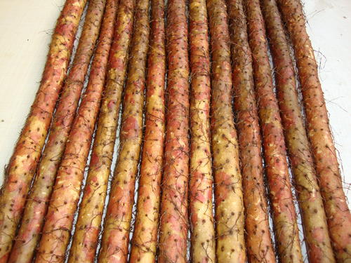 为什么摸了山药手上又红又痒,为什么碰山药和芋艿手会痒