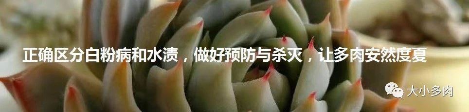 多肉变废为宝方法,废物利用养多肉